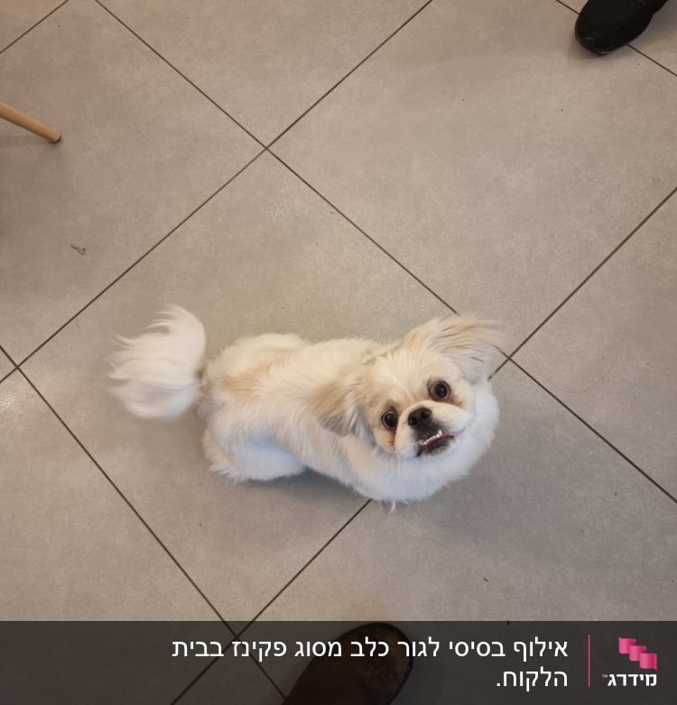 כלב קטן מביט למעלה על רצפה מרוצפת